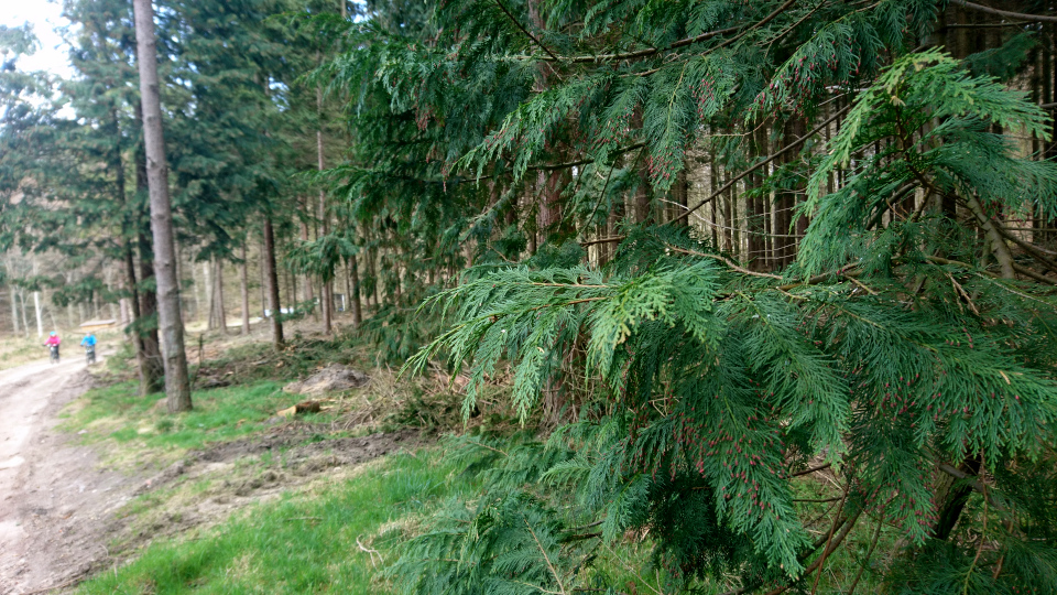 Туя складчатая (дат. Kæmpe-Thuja, лат. Thuja plicata). Лес Хемсток, Дания. Фото 28 апр. 2022