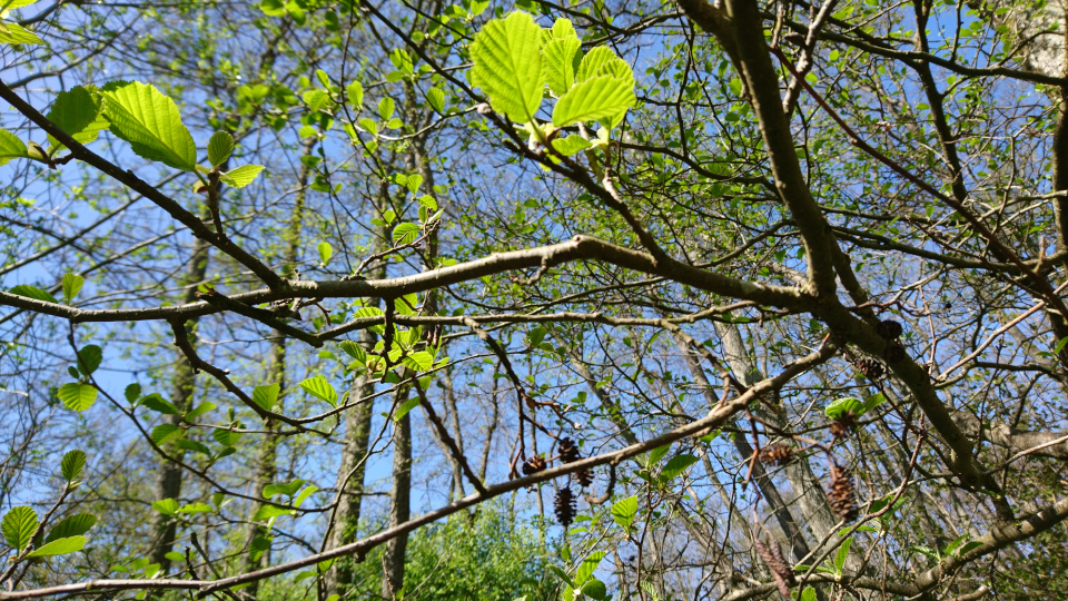 Ольха чёрная (дат. Rødel, лат. Alnus glutinosa).Река Орхус Харлев-Фусвад, Дания. 7 мая 2022