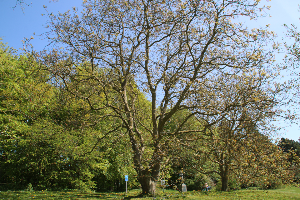 Орех чёрный (дат. sort valnød, лат. Juglans nigra). Ботанический сад Орхус, Дания. 9 мая 2022