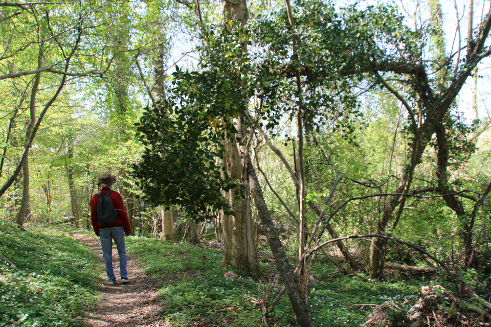 Плющ (дат. Vedbend, лат. hedera helix). Река Орхус Харлев-Фусвад, Дания. 7 мая 2022