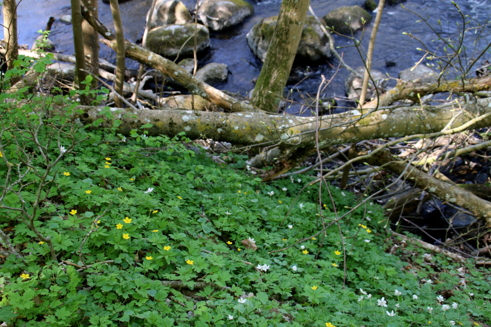 Ветреница лютичная (дат. gul anemone, лат. Anemone ranunculoides). Река Орхус Харлев-Фусвад, Дания. 7 мая 2022