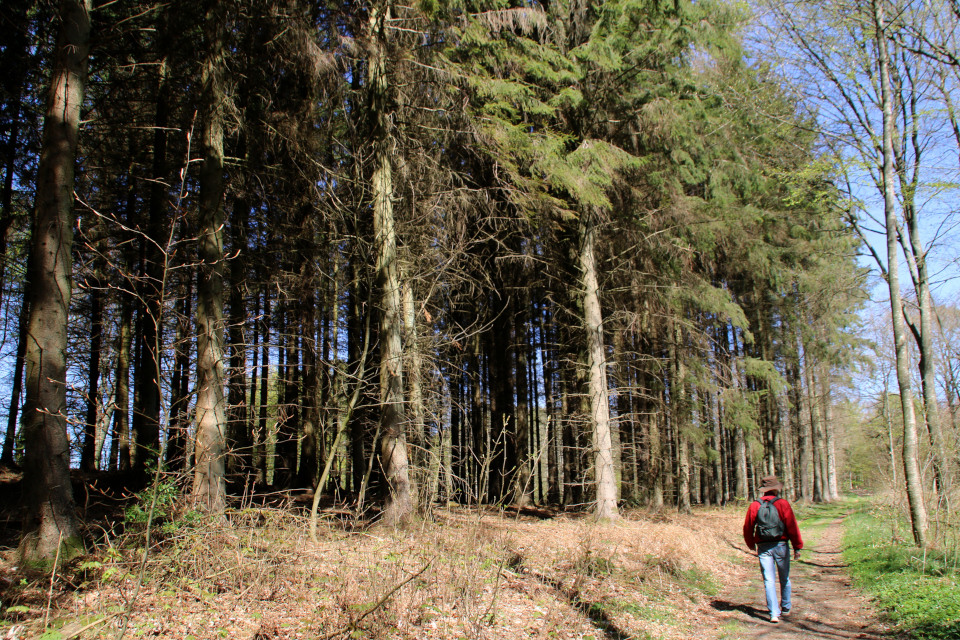 Ситхинская ель (дат. Sitkagran, лат. Picea sitchensis. Лесная плантация Хемсток (Hemstok), Дания. 28 апр. 2022