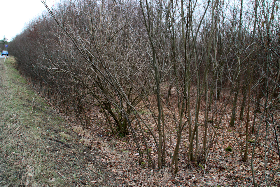 Порослевой лес. Клемструп (Klemstrup Skov), Рюомгорд, Дания. 24 фев. 2021