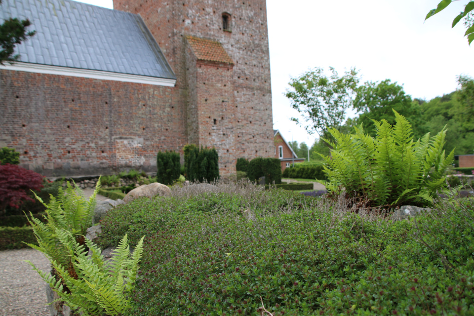 Тимьян, щитовник мужской. Церковь Марии Магдалины (Marie Magdalene Kirke), Дания. 2 июн. 2022 Тимьян, щитовник мужской. Церковь Марии Магдалины (Marie Magdalene Kirke), Дания. 2 июн. 2022