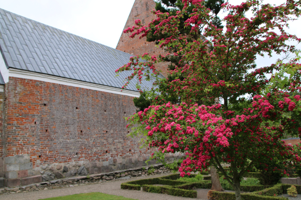 Боярышник обыкновенный 'paul's scarlet' (дат. rødtjørn, лат Crataegus laevigata Paul's Scarlet). Церковь Марии Магдалины (Marie Magdalene Kirke), Дания. 2 июн. 2022 Боярышник обыкновенный 'paul's scarlet' (дат. rødtjørn, лат Crataegus laevigata Paul's Scarlet). Церковь Марии Магдалины (Marie Magdalene Kirke), Дания. 2 июн. 2022