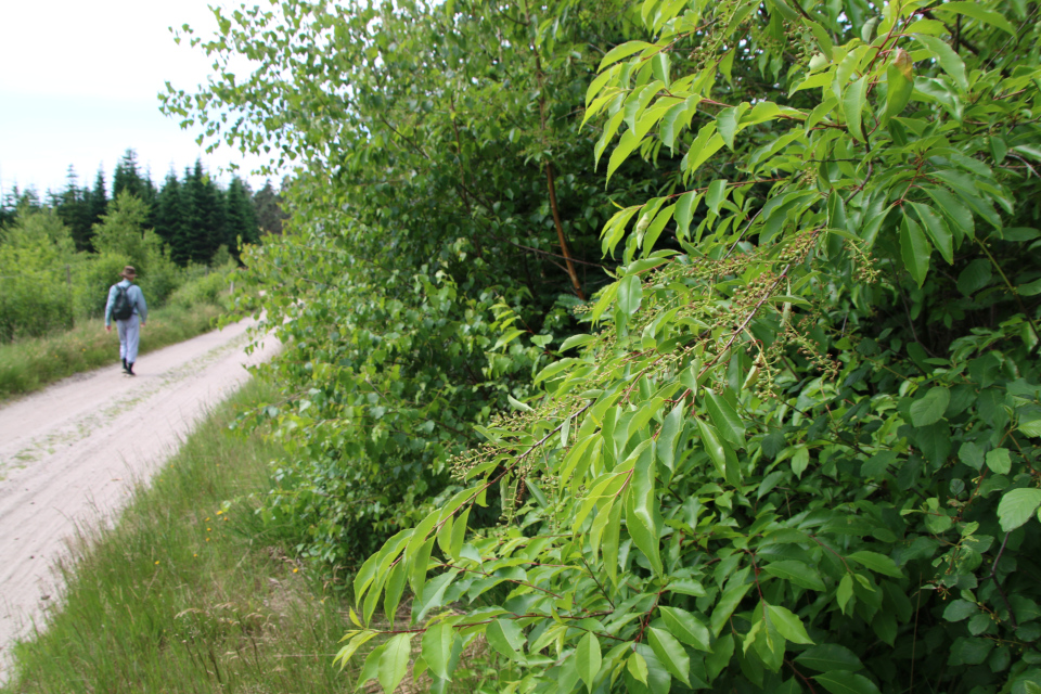 Черёмуха поздняя (дат. Glansbladet hæg, лат. Prunus serotina). Природа Гаммель Рю (Gammel Rye), Дания. 26 июня 2022