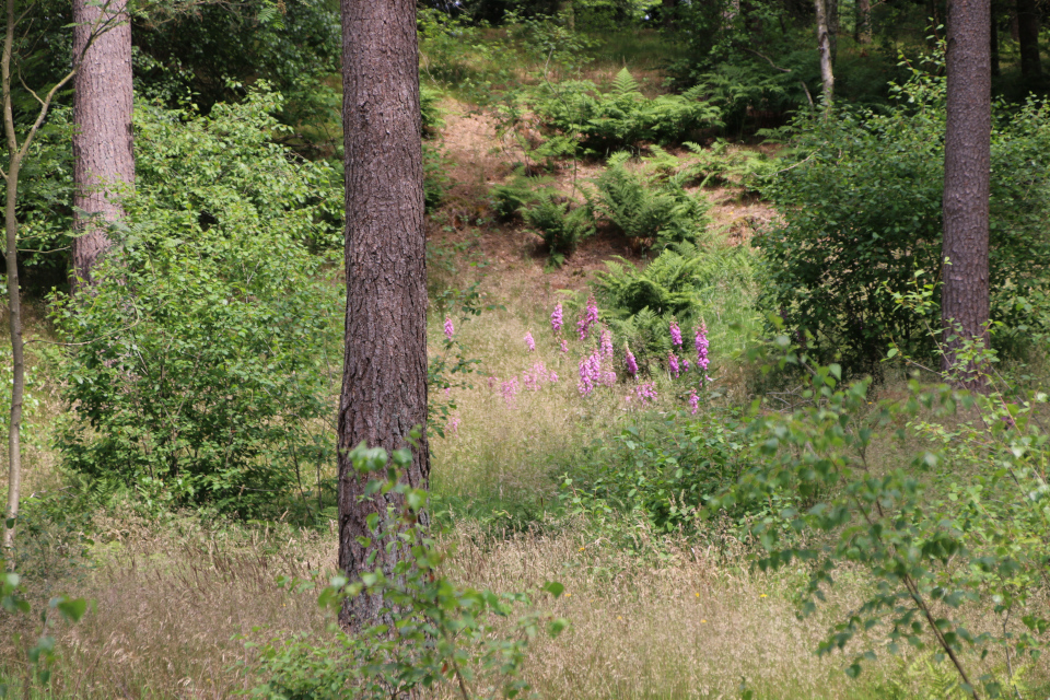 Можжевельник обыкновенный (дат. Ene, лат. Juniperus communis), Осина (дат. Bævreasp, лат. Populus tremula). Природа Гаммель Рю (Gammel Rye), Дания. 26 июня 2022