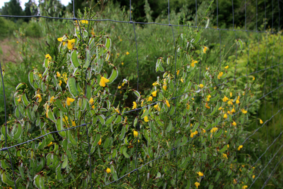 Ракитник венечный (дат. Gyvel, лат. Cytisus scoparius). Природа Гаммель Рю (Gammel Rye), Дания. 26 июня 2022