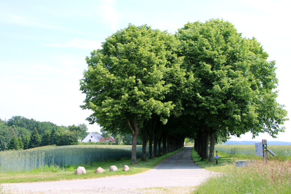 Lyngbakkegård. Природа Гаммель Рю (Gammel Rye), Дания. 26 июня 2022