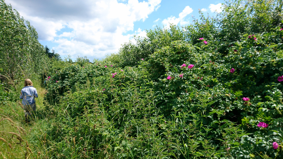 Шиповник морщинистый (дат. Rynket rose, лат. Rosa rugosa). Древняя дорога Тибирке, Дания. 2 июля 2022