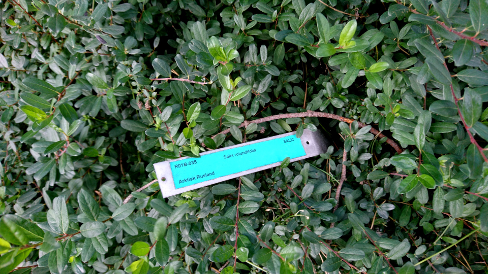 Ива круглолистная (лат. Salix rotundifolia). Ботанический сад Орхус 27 июля 2022, Дания
