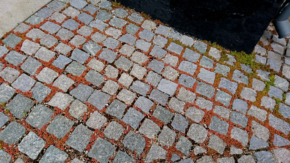 Очиток белый / Седум(дат. Hvid Stenurt, лат. Sedum album 'Coral Carpet'). Церковь Тибирке (Tibirke Kirke), Tisvildeleje, Дания. Фото 2 июл. 2022