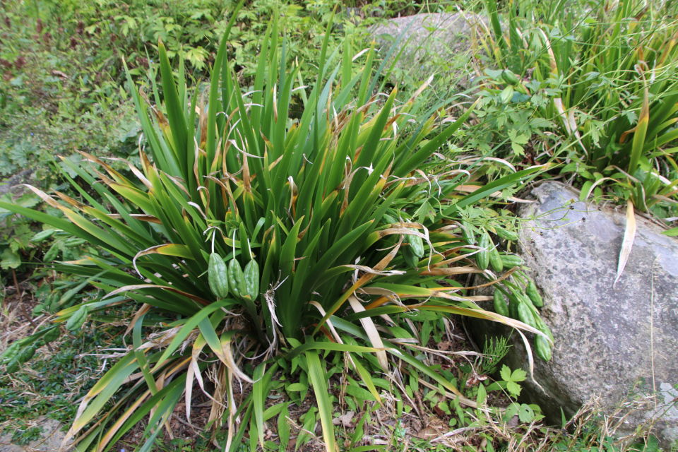 Ирис вонючий (дат. Stinkende lis, лат. Iris foetidissima). Ботанический сад Орхус 27 июля 2022, Дания