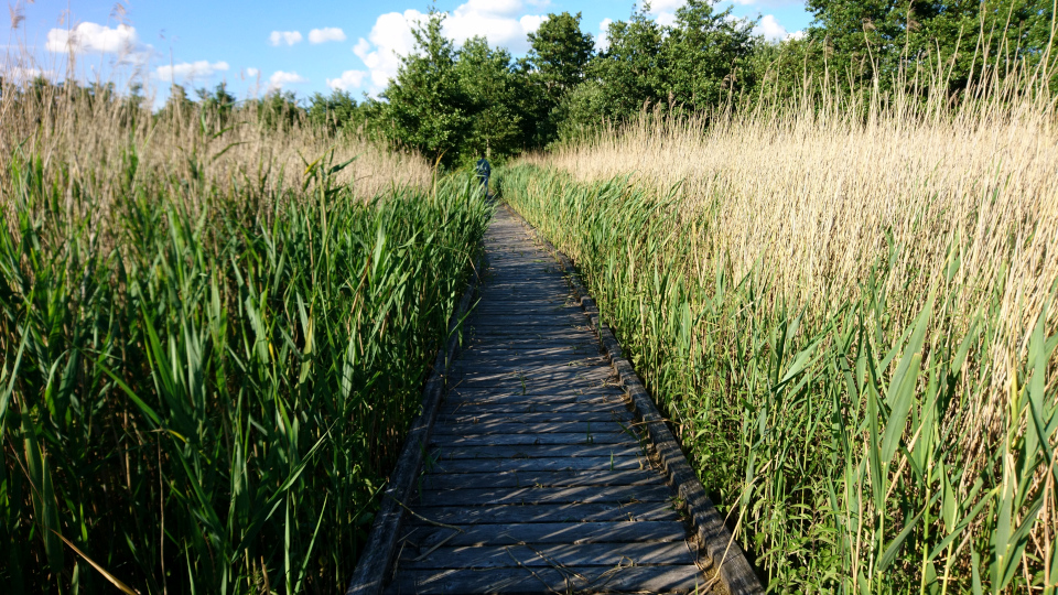 Тростник обыкновенный (дат. Tagrør, лат. Phragmites australis). Вдоль канала к озеру Арресё (Arresø), Фредериксверк, Дания. 2 июля 2022