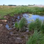 Древняя-дорога-Тибирке-oldtidsvej-Tibirke-2июл22-florapassionis