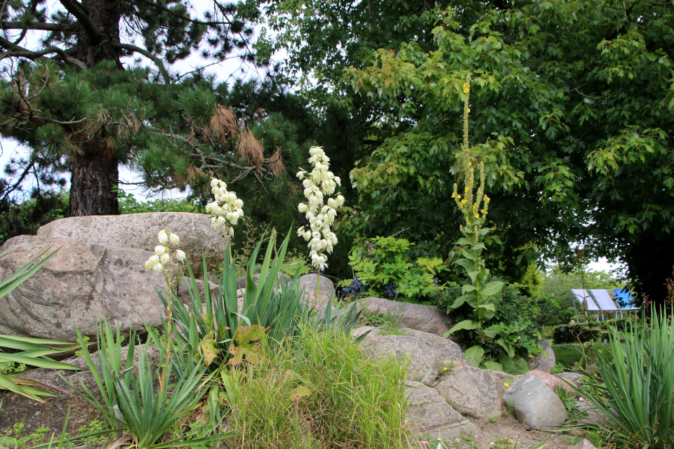 Коровяк чёрный (дат. Kongelys, лат. Verbascum nigrum). Ботанический сад Орхус 27 июля 2022, Дания