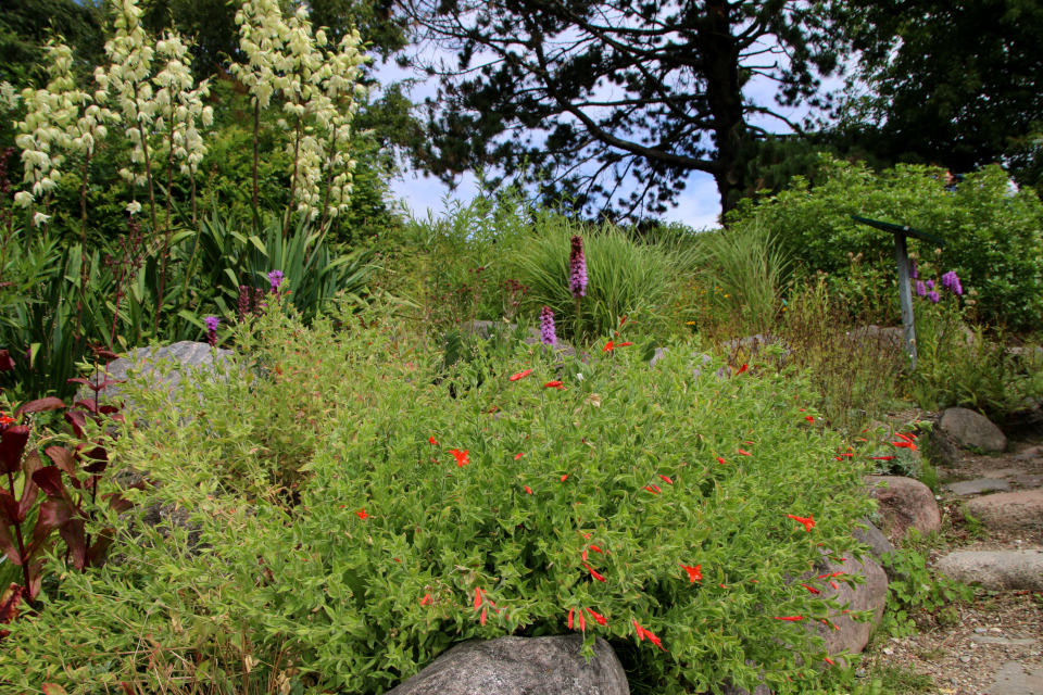 Пенстемон сосноволистный (лат. Penstemon pinifolius). Ботанический сад Орхус 27 июля 2022, Дания