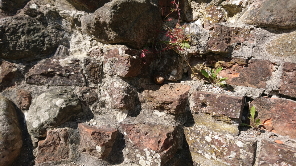 Виноградная улитка. Руины замка Ассербо (Asserbo Slotsruin), Фредериксверк, Дания. Фото 2 июля 2022