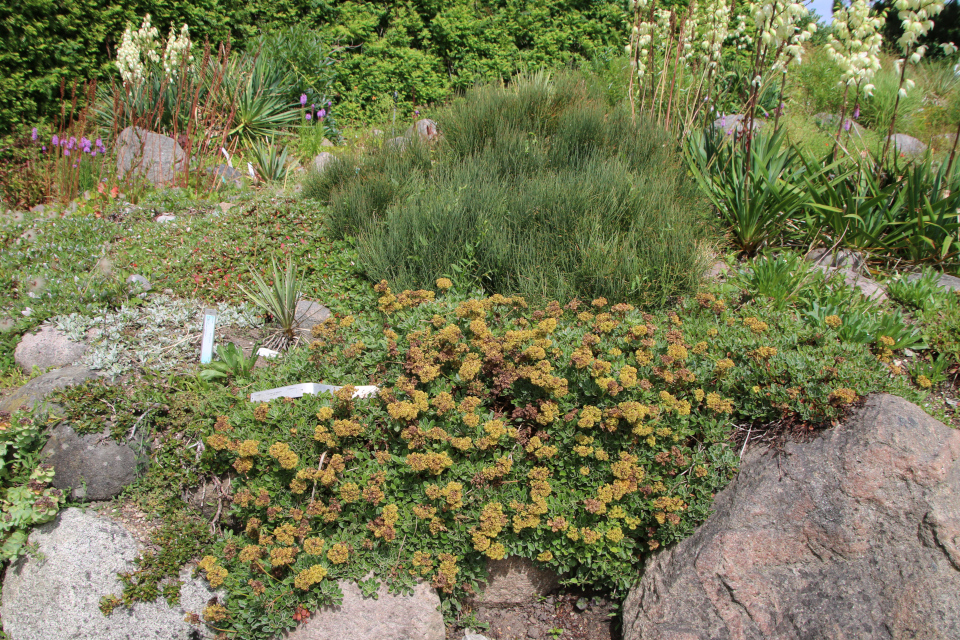 Эриогонум зонтичный (лат. Eriogonum umbellatum). Ботанический сад Орхус 27 июля 2022, Дания
