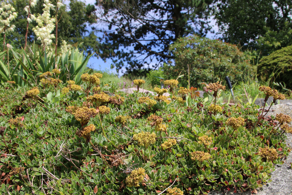 Эриогонум зонтичный (лат. Eriogonum umbellatum). Ботанический сад Орхус 27 июля 2022, Дания
