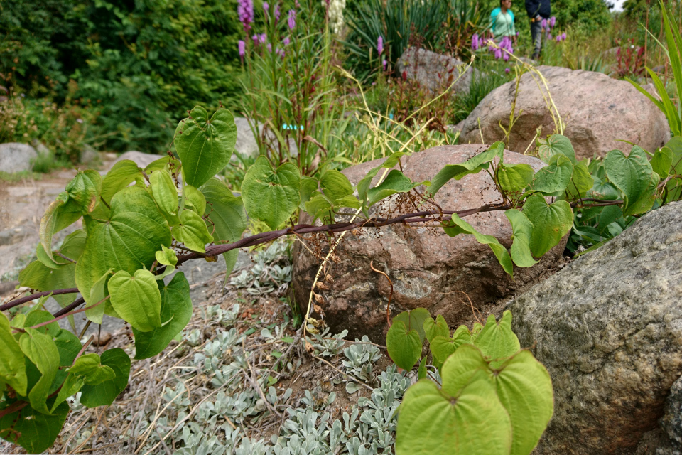 Ямс (дат. Mexicansk yams, лат. Dioscorea villosa). Ботанический сад Орхус 27 июля 2022, Дания