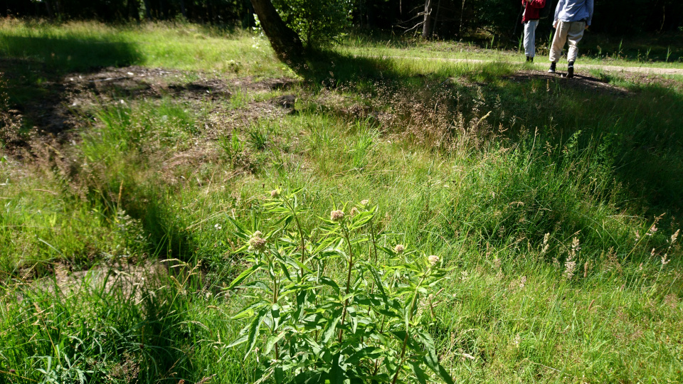 Посконник коноплёвый (дат. Hjortetrøst, лат. Eupatorium cannabinum). Тисвильде Хегн (Tisvilde hegn), Дания. Фото 2 июля 2022