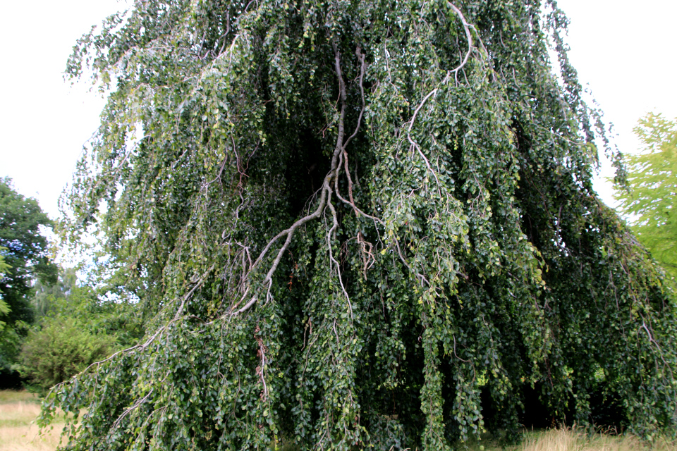 Бук плакучий Марселисборг (дат. Hængebøg, лат. Fagus sylvatica 'Pendula'), Мемориальный парк, Орхус, Дания. 5 августа 2022