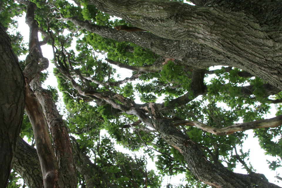 Дуб черешчатый пирамидальный Марселиборг (дат. Pyramide-Eg, лат. Quercus Robur 'Fastigiata'), Мемориальный парк, Орхус, Дания. 5 августа 2022