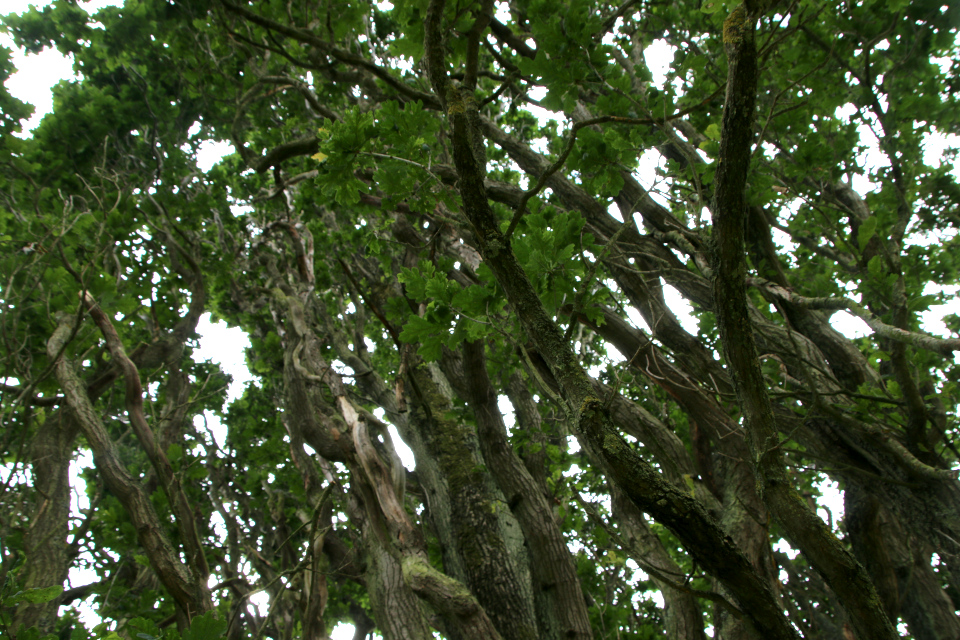 Дуб черешчатый пирамидальный (дат. Pyramide-Eg, лат. Quercus Robur 'Fastigiata'), Мемориальный парк, Орхус, Дания. 5 августа 2022