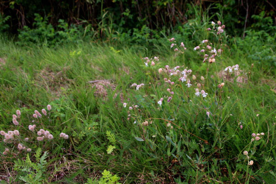 Смолёвка обыкновенная (дат. Blæresmælde, лат. Silene vulgaris). Лунденэс (Lundenæs), Дания. 28 августа 2022 