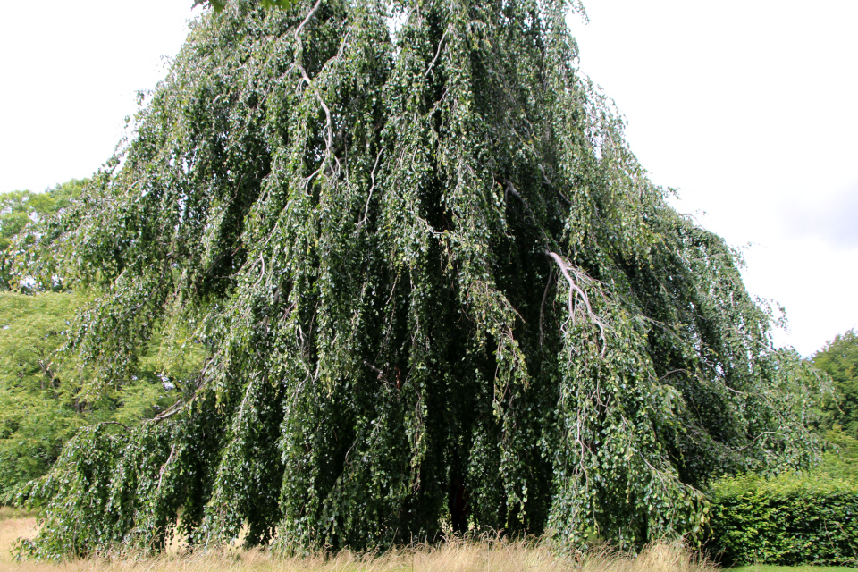 Бук плакучий Марселисборг (дат. Hængebøg, лат. Fagus sylvatica 'Pendula'), Мемориальный парк, Орхус, Дания. 5 августа 2022