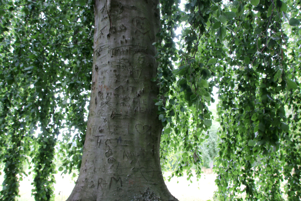 Бук плакучий Марселисборг (дат. Hængebøg, лат. Fagus sylvatica 'Pendula'), Мемориальный парк, Орхус, Дания. 5 августа 2022