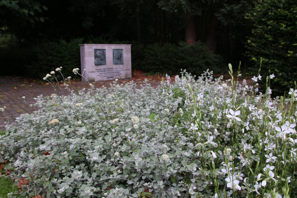 Гелихризум черешковый (дат. Grå evighedsblomst / den falske lakridsplante, лат. Helichrysum Petiolare). Клумба в парке Рёмер 2022, Орхус, Дания, 5 авг. 22