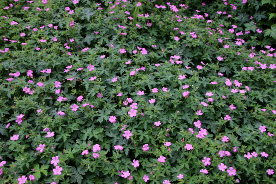 Герань кроваво-красная (дат. Blodrød-storkenæb, лат. Geranium sanguineum). Мемориальный парк Марселисборг 5 августа 2022, Дания