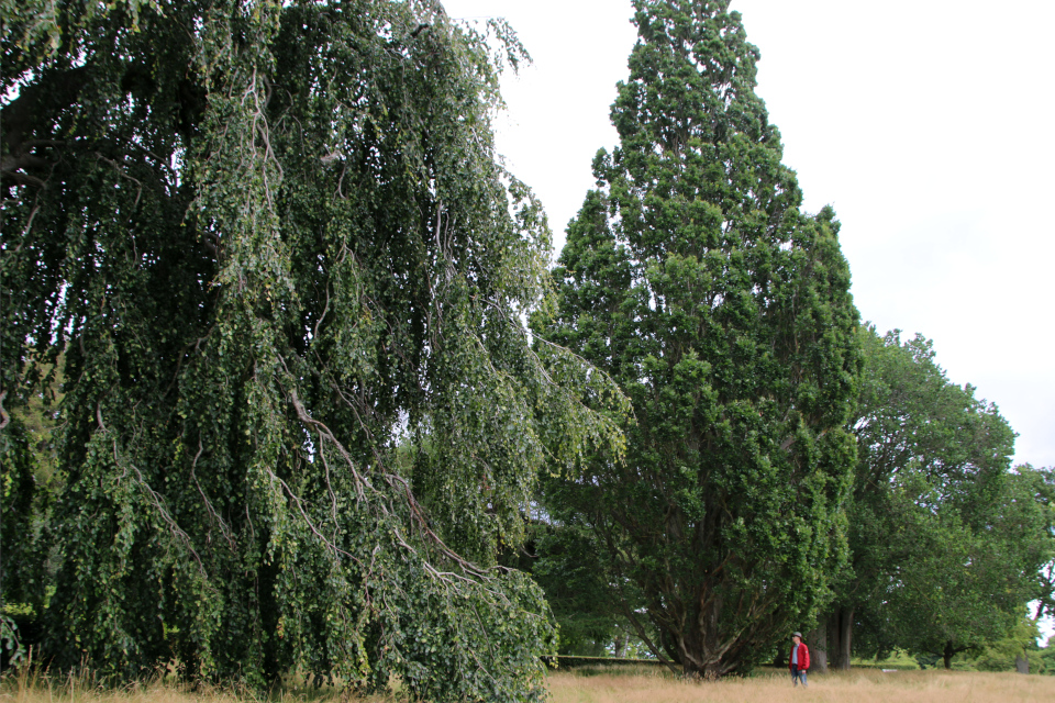 Дуб черешчатый пирамидальный (дат. Pyramide-Eg, лат. Quercus Robur 'Fastigiata'), Мемориальный парк, Орхус, Дания. 5 августа 2022