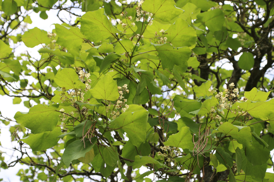 Катальпа Маселисборг. Катальпа яйцевидная (дат. Kinesisk Trompetkrone, лат. Catalpa ovata), Мемориальный парк Марселисборг, Орхус, Дания. 5 авг. 2022