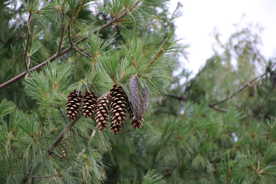 Сосна веймутова (дат. Weymouthfyr, лат. Pinus strobus). Мемориальный парк Марселисборг 5 августа 2022, Дания