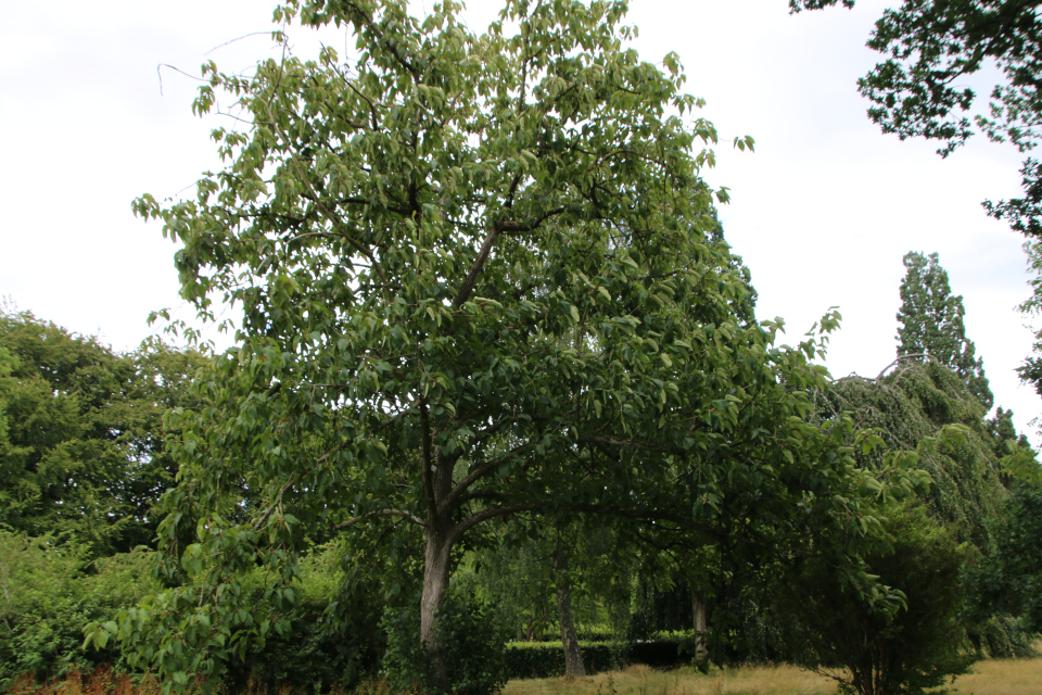 Тополь шершавоплодный (дат. Rabarberpoppel, лат. Populus lasiocarpa). Мемориальный парк Марселисборг 5 августа 2022, Дания