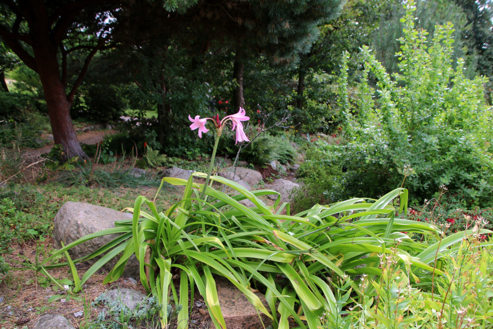 Гибридная форма Кринума (дат. Hagelilje, лат. Crinum powellii)