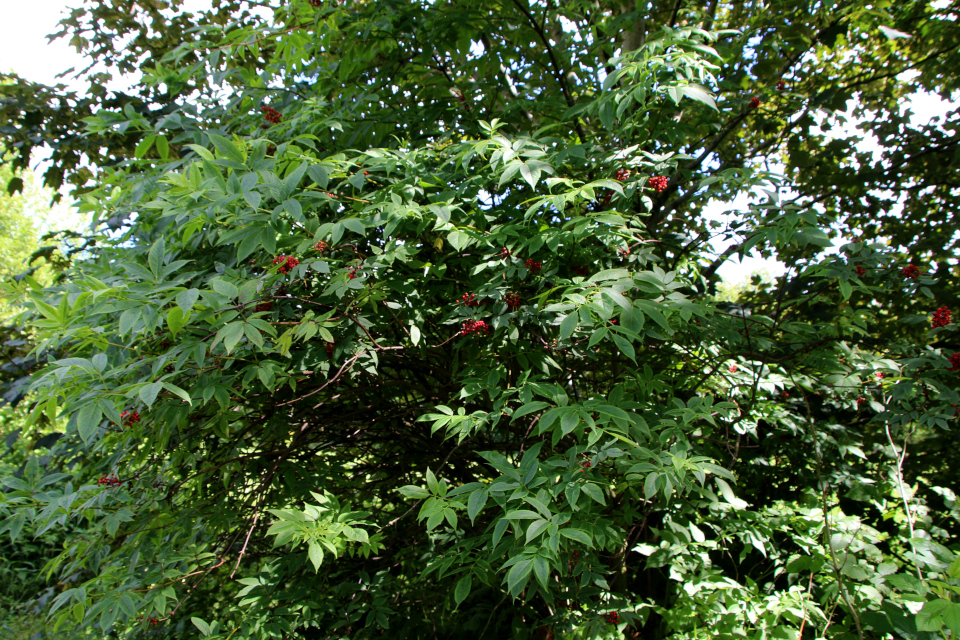Бузина красная (дат. Drue-hyld, лат. Sambucus racemosa), лес Эттруп (Ettrup), Дания. 7 июля 2022