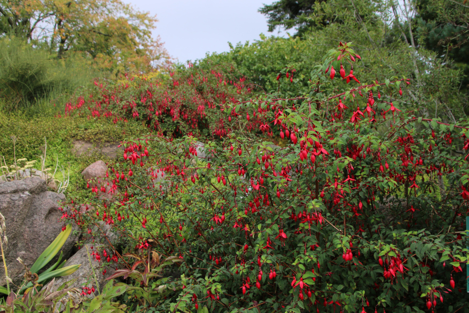 Фуксия магелланская (дат. Havefuchsia, лат. Fuchsia magellanica Riccartonii), Ботанический сад Орхус 18 сентября 2022, Дания