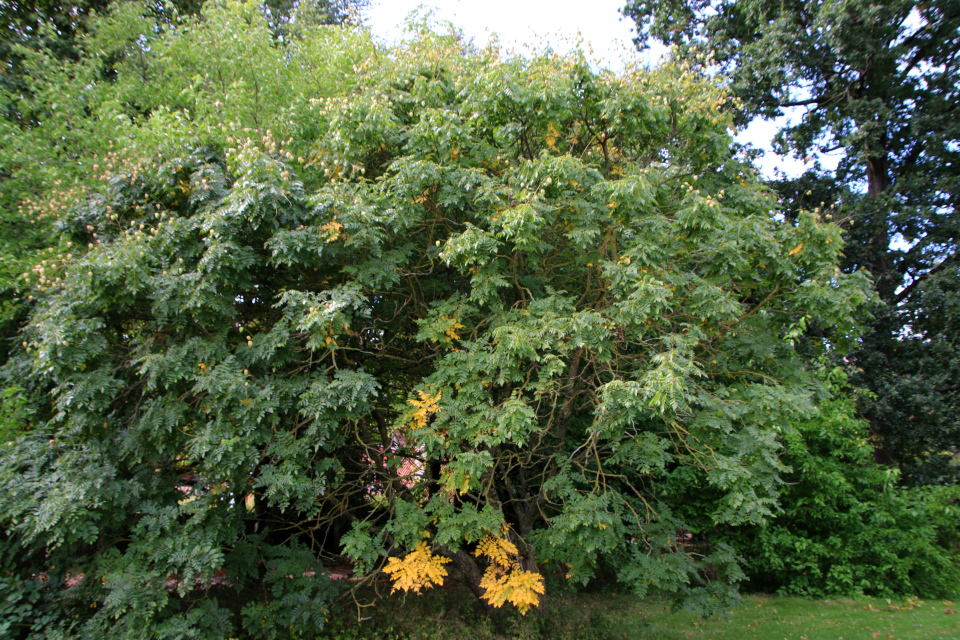 Кёльрейтерия метельчатая (дат. Kinesertræ, лат. Koelreuteria paniculata), Ботанический сад Орхус 18 сентября 2022, Дания