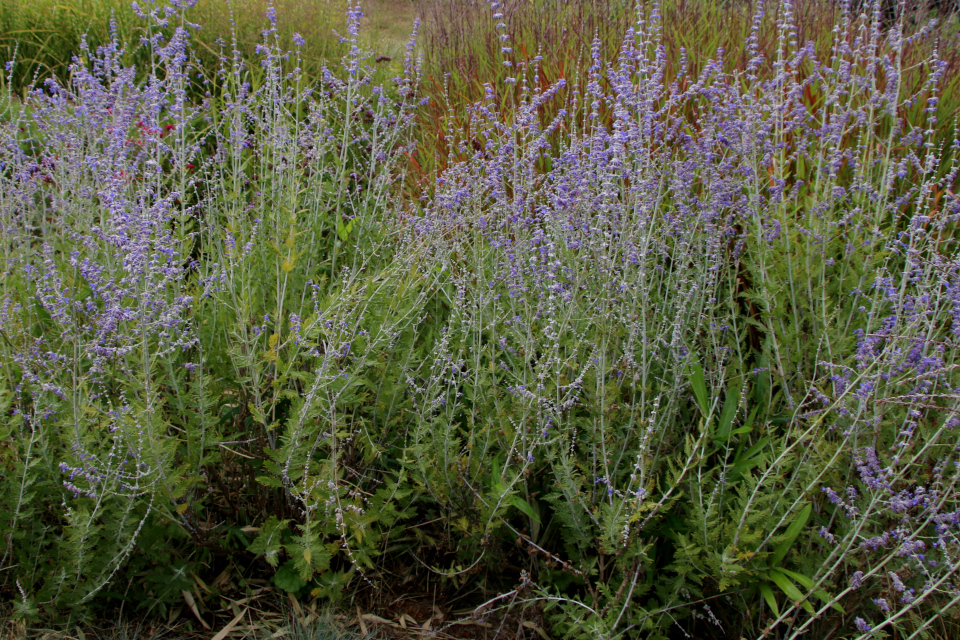 Перовския лебедолистная (дат. Russisk salvie. лат. Perovskia atriplicifolia). Ботанический сад Орхус 18 сентября 2022, Дания