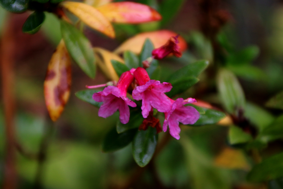 Рододендрон ржавый (дат. Rustbladet Alperose, лат. Rhododendron ferrugineum), Ботанический сад Орхус 18 сентября 2022, Дания