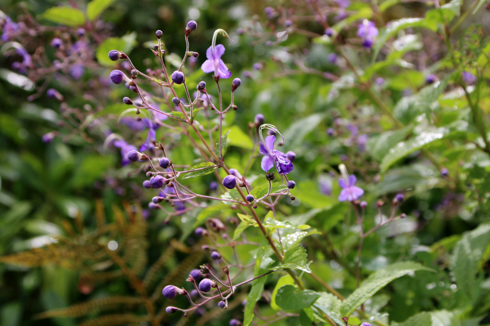 Трихостема (лат. Trichostema spp). Ботанический сад Орхус 18 сентября 2022, Дания