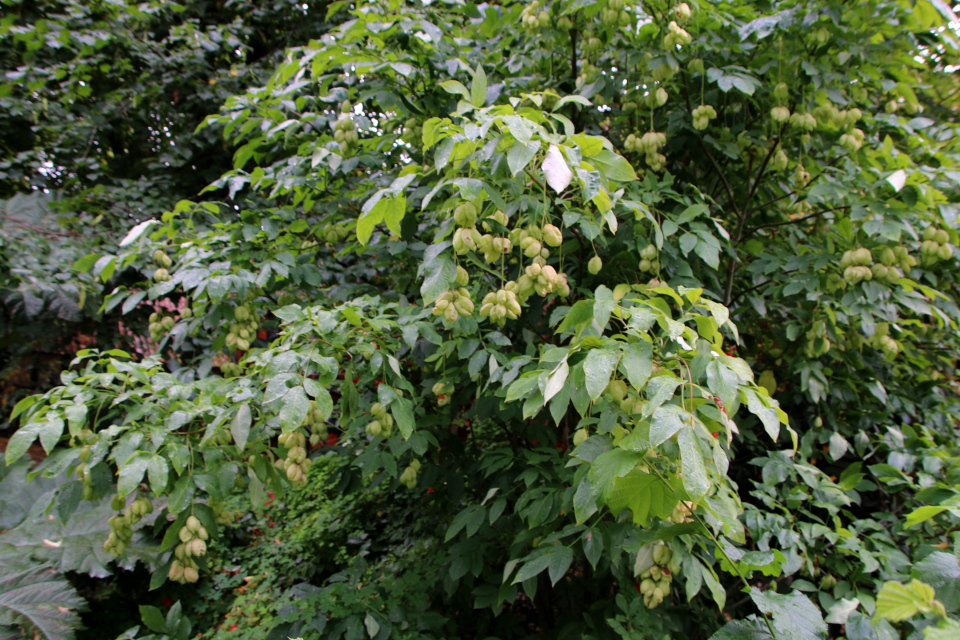 (дат. Almindelig blærenød, лат. Staphylea pinnata), Ботанический сад Орхус 18 сентября 2022, Дания