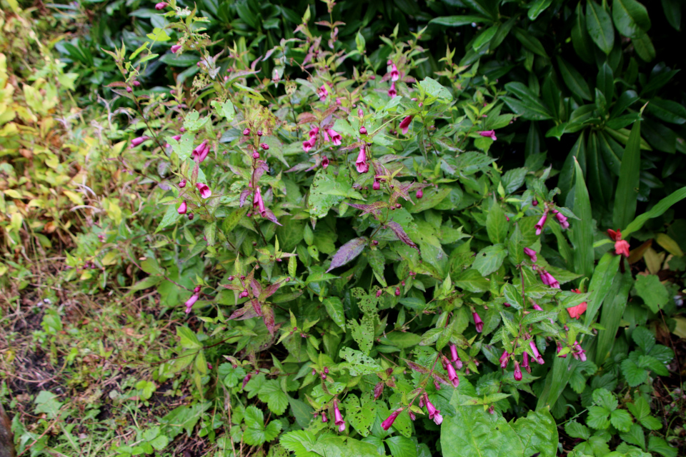 Роскея катлеевидная (дат. Buddhablomst, лат. Roscoea cautleyoides), Хелонопсис (лат. Chelonopsis), Ботанический сад Орхус 18 сентября 2022, Дания