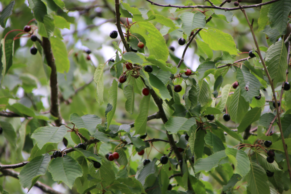 Черешня, или Вишня птичья (дат. Fuglekirsebær, лат. Prunus avium). Плантация Холмы Сондруп, Дания. 14 июля 2022