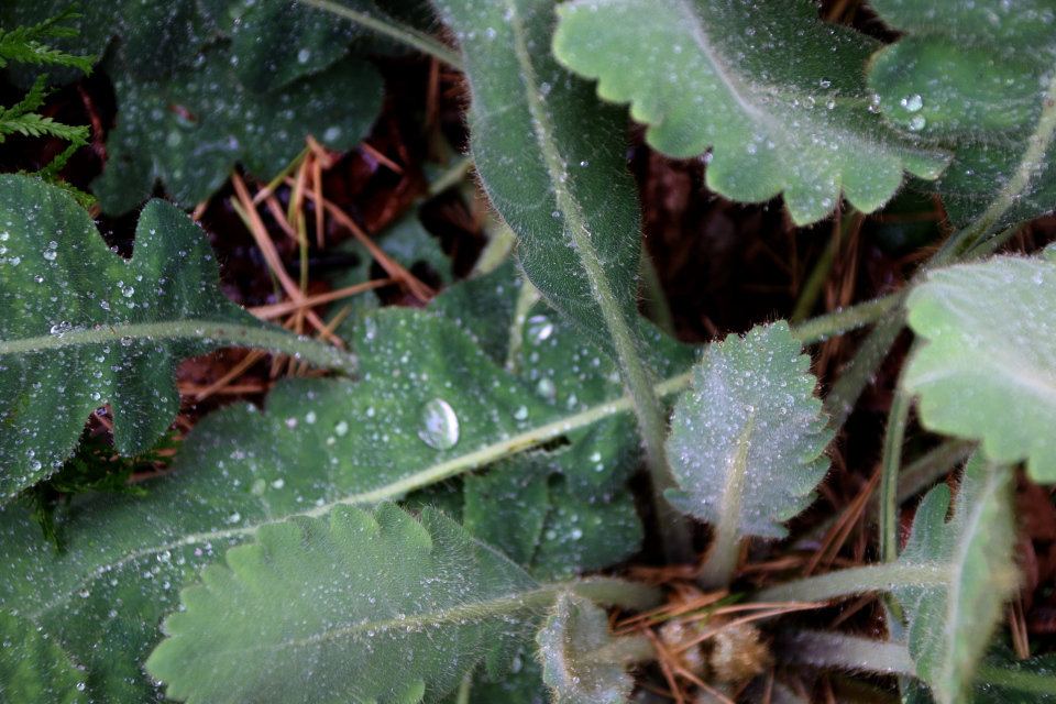 Меконопсис метельчатый (дат. Valmuesøster, лат. Meconopsis paniculata), Ботанический сад Орхус 18 сентября 2022, Дания