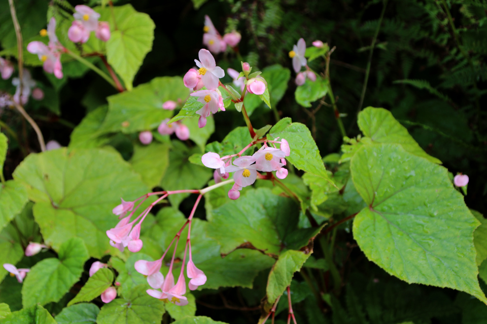 Бегония (дат. begonia, лат. Begonia), Ботанический сад Орхус 18 сентября 2022, Дания